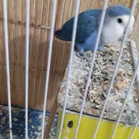 طوطی برزیلی سالم