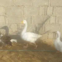 غاز و اردک
