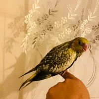 عروس هلندی ماده