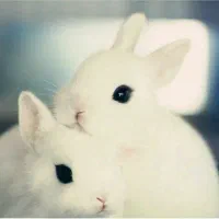 خرگوش طلایی|موش و خرگوش|شهریار, بکه|دیوار