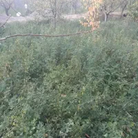 یونجه امسال|لوازم جانبی حیوانات|مرند, |دیوار