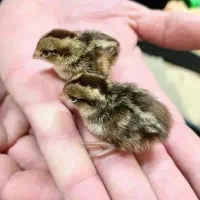 دستگاه جوجه کشی 126 عددی دماوند (پسکرایه)|لوازم جانبی حیوانات|رضوانشهر, |دیوار