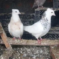 کبوتر طوقی|پرنده|مریوان, |دیوار