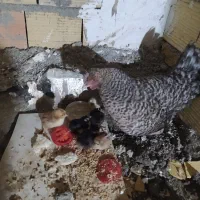 مرغ به همراه جوجه هاش