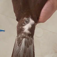 کله سفید|پرنده|سبزوار, ولیعصر (نجار آباد)|دیوار