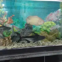 آکواریم شیشه خم شرکتی|ماهی|کنگاور, |دیوار