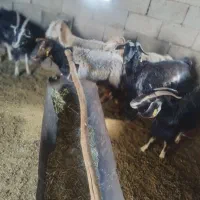 ۷راس بزکهره دار|حیوانات مزرعه|حنا, |دیوار