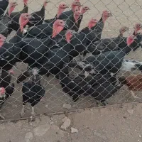 بوقلمون های جوان