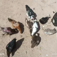 فروش میرسد حیوانات