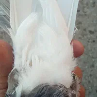 سوردم سفید|پرنده|بم, |دیوار