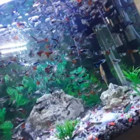 ماهی کوپی ،شکم پر و مولد|ماهی|مشهد, فدک|دیوار