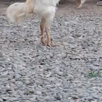 لاری یک دست سفید