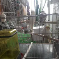 فروش دو عدد عروس هلندی همراه با چهار تخم