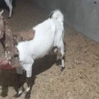 فروش بز و نر بز پاکستانی لنگه ۴ قلو از نسل ۵ قلوزا|حیوانات مزرعه|ری, دیلمان|دیوار