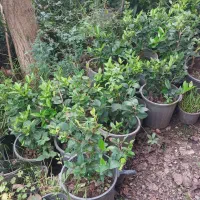 فروش گل یوکا و رونده کرپ و ...|گل و گیاه طبیعی|رحیم‌آباد, |دیوار