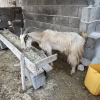 دو عدد بز یک کره نر|حیوانات مزرعه|بندر کنگان, |دیوار