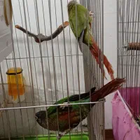 طوطی گیرینچیک|پرنده|بجنورد, |دیوار