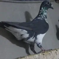 گوره سینه سفید