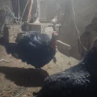 بوقلمون نروماده|حیوانات مزرعه|ملایر, |دیوار