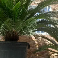 گل وگیاه