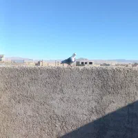 کلاغ سیاه ماده پررنگ|پرنده|تربت‌حیدریه, ده پائین|دیوار