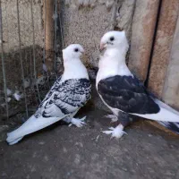 کبوتر بلژیکی سیلور فروشی|پرنده|بابل, |دیوار