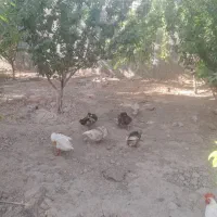 اردک نر وماده