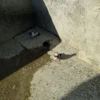 سوسکی|پرنده|پیر بکران, |دیوار