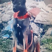 سگ مالینیوزماده