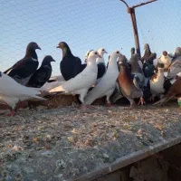 ۴۰تاکفتر هوا|پرنده|کاشمر, |دیوار