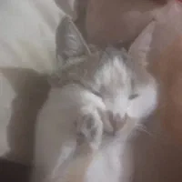 سگ گمشده