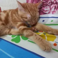 بچه گربه نر ۳ ماهه واگذاری رایگان