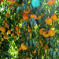 فروش انواع نهال پر بار