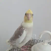 عروس هلندی ۱۱ماهه