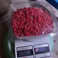 زرشک  تازه دانه شده