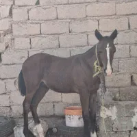 نریان بیداق اصیل ۷ماهه|اسب و تجهیزات اسب‌سواری|اهواز, کوی علوی|دیوار