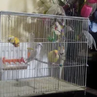 طوطی برزیلی|پرنده|کرمانشاه, |دیوار