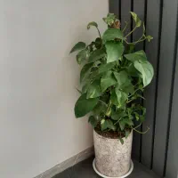 پتوس درختی