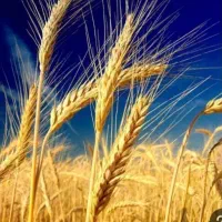 زمین-تجاری-بر-اتوبان-اصلی-کرمانشاه-سنندج