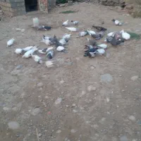 کبوترتکپر|پرنده|فراغی, |دیوار