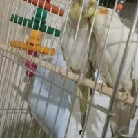 عروس هلندی نر و ماده جفت شدن .نر قشنگ ح می‌زنه