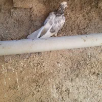 کبوتر غریب گیر
