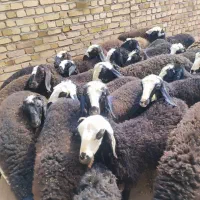 گوسفندزنده بره فروشی پر گوشت ۸ ماهه