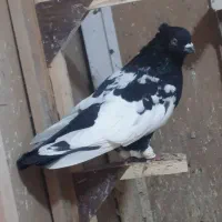 سینه معاوضه