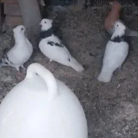 کبوتر