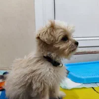 سگ شیتزو سوپر فلت