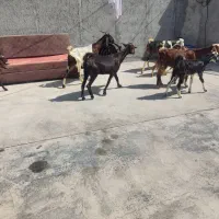 چهار تا بزه کهر دار دورگ پاکستانی|حیوانات مزرعه|کاکی, |دیوار