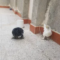 ابریشمی و خروس کوشین|حیوانات مزرعه|مشهد, امیر المومنین|دیوار