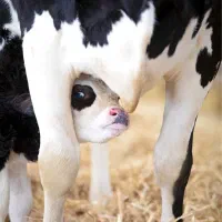 فروش گاو شیری هلشتاین اصیل|حیوانات مزرعه|خرمدره, |دیوار