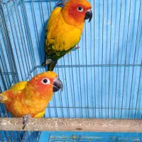 خورشیدی ملنگو شاه راهب میخرم پرندگان شما را|پرنده|شیراز, لب آب|دیوار